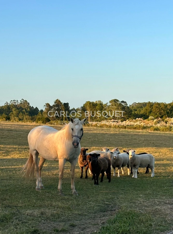Chacra ID.854 - Espectacular chacra en venta en Piriapolis