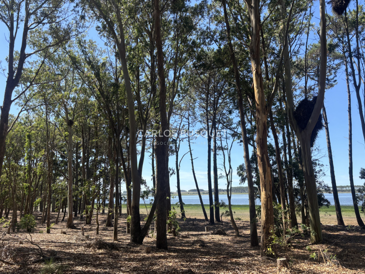 Chacra ID.1522 - Campo de 42 has. con costa de Laguna Garzón 