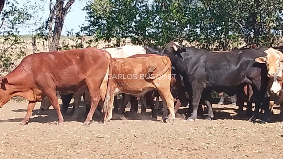 Campo Ref.1701 - Campo ganadero de 1.055 hectáreas en venta en Formosa 