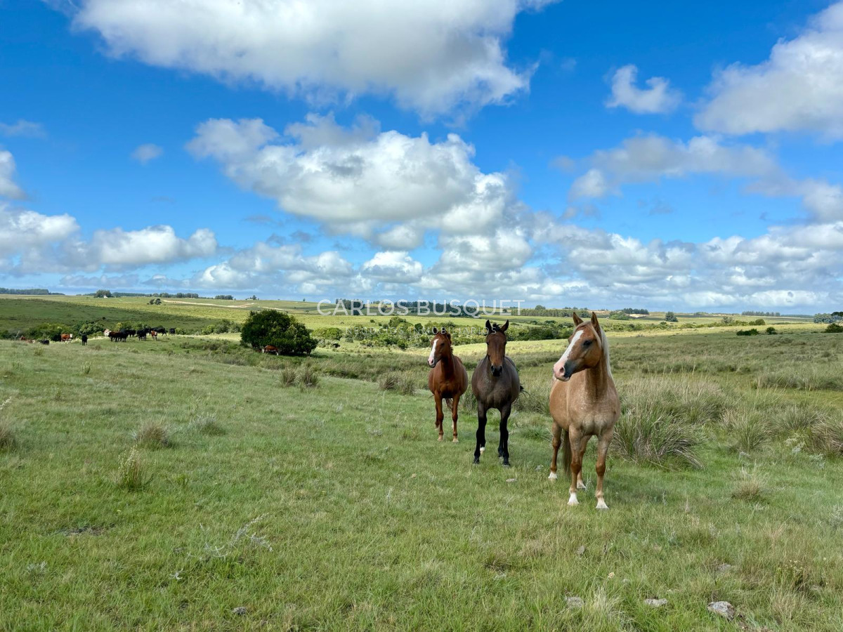 Campo Ref.535 - Campo en venta de 40 has. en Camino Sainz Martinez, Grazon 