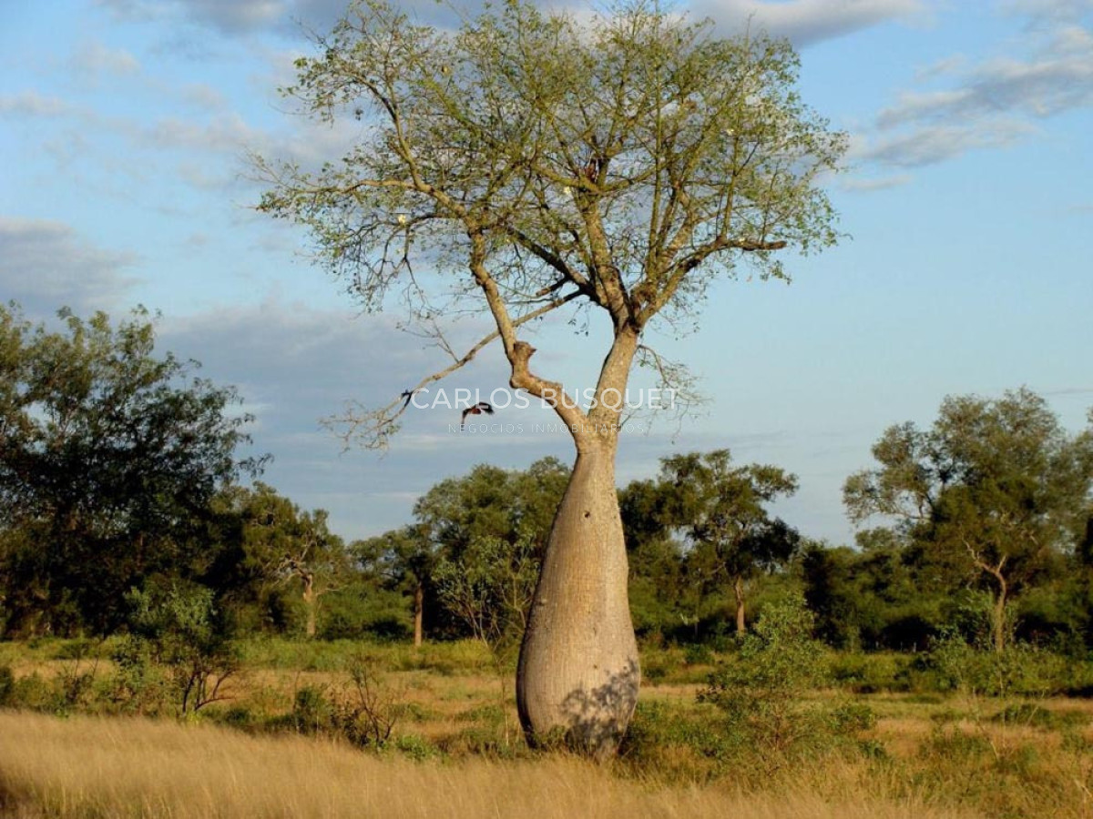 Campo Ref.1700 - Venta Campo ganadero de 1.090 hectáreas en Formosa 