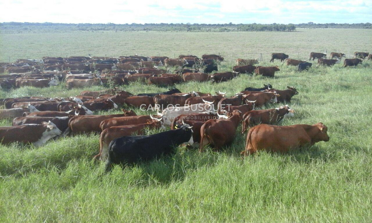 Campo Ref.1700 - Venta Campo ganadero de 1.090 hectáreas en Formosa 