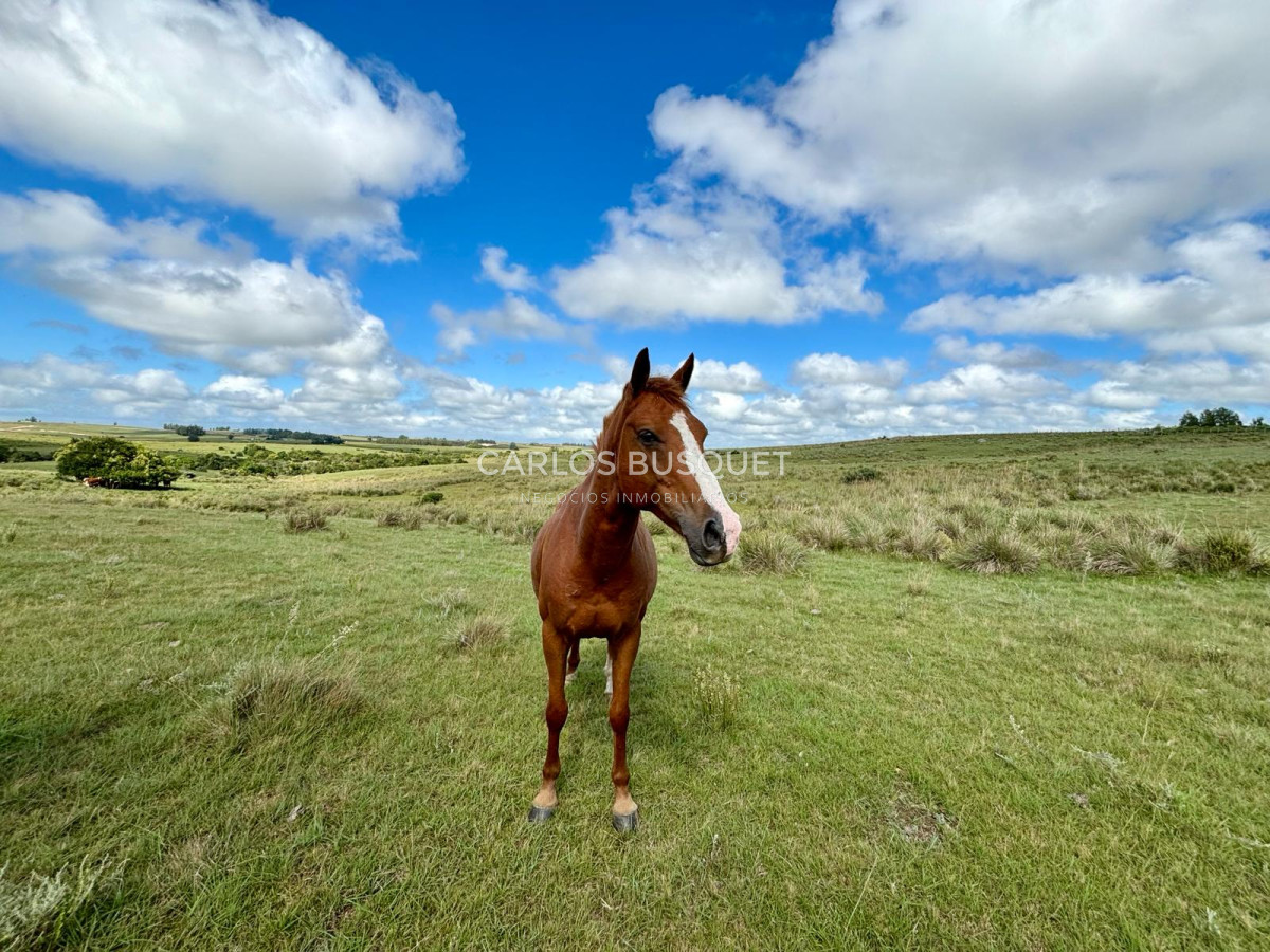 Campo Ref.535 - Campo en venta de 40 has. en Camino Sainz Martinez, Grazon 