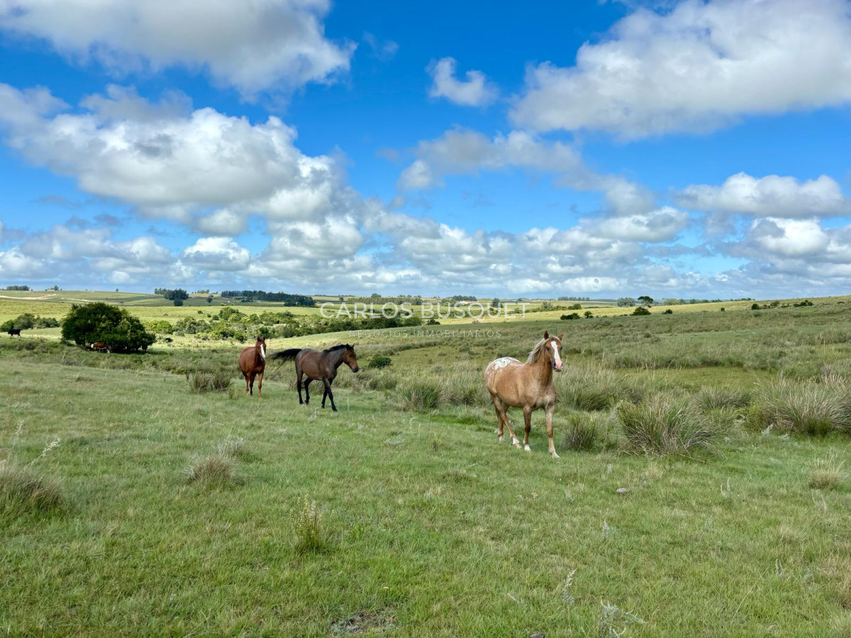 Campo Ref.535 - Campo en venta de 40 has. en Camino Sainz Martinez, Grazon 