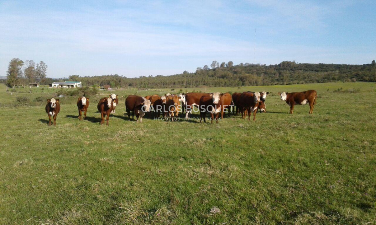 Campo Ref.1701 - Campo ganadero de 1.055 hectáreas en venta en Formosa 