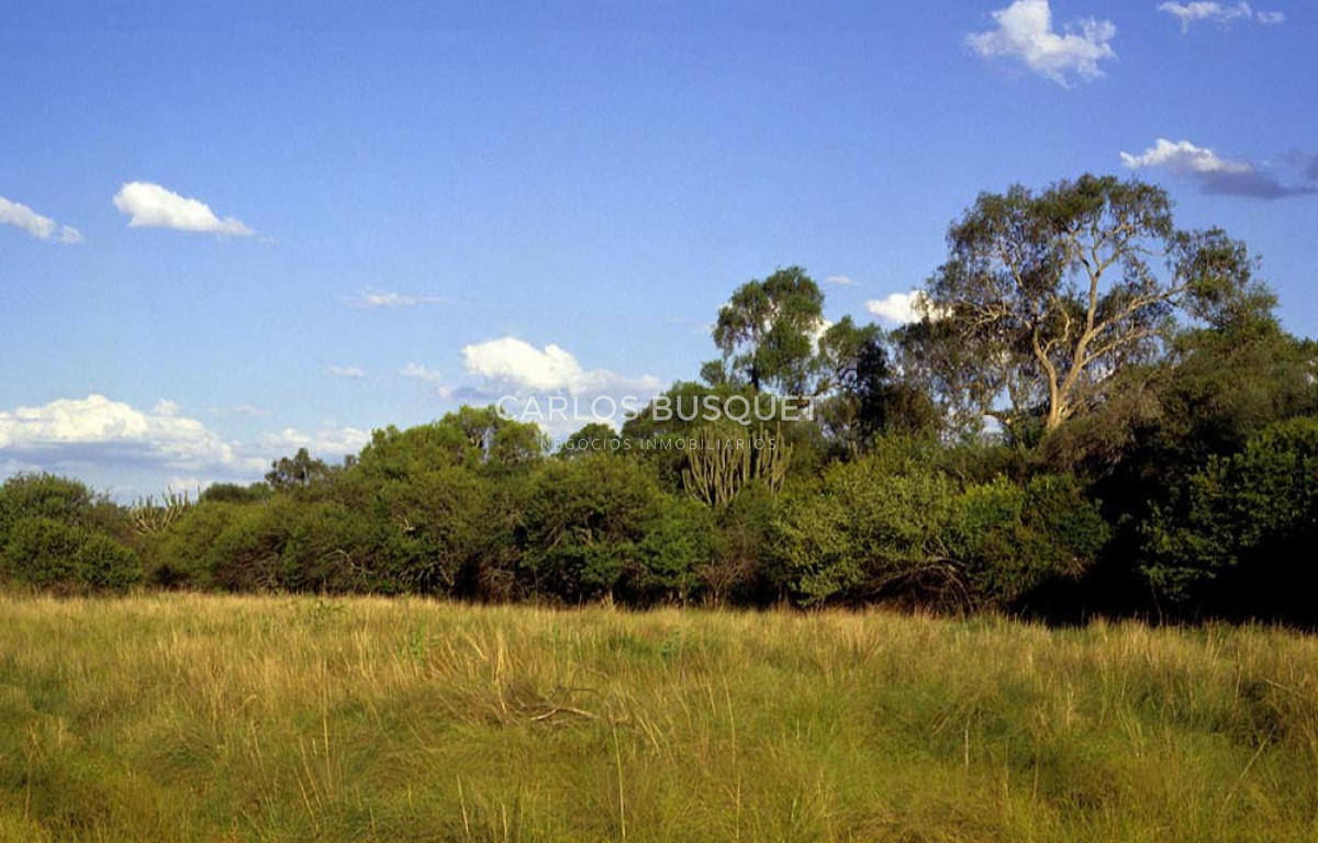 Campo Ref.1700 - Venta Campo ganadero de 1.090 hectáreas en Formosa 