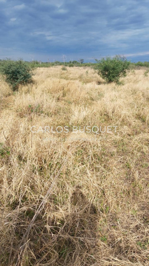 Campo Ref.1703 - Campo de 190 has. en venta en Formosa