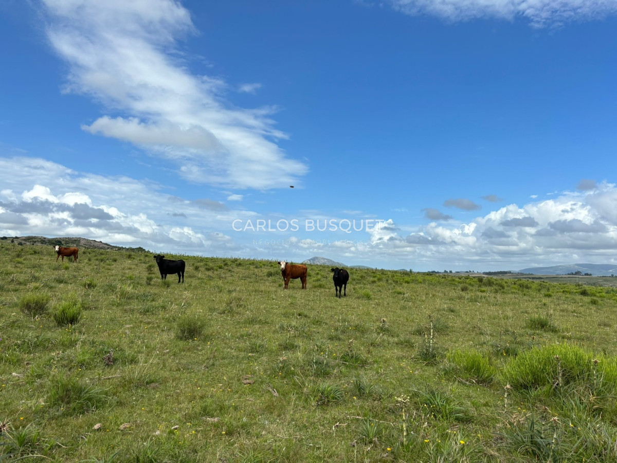 Campo Ref.451 - Campo en venta de 371 has. en Pan de Azúcar 