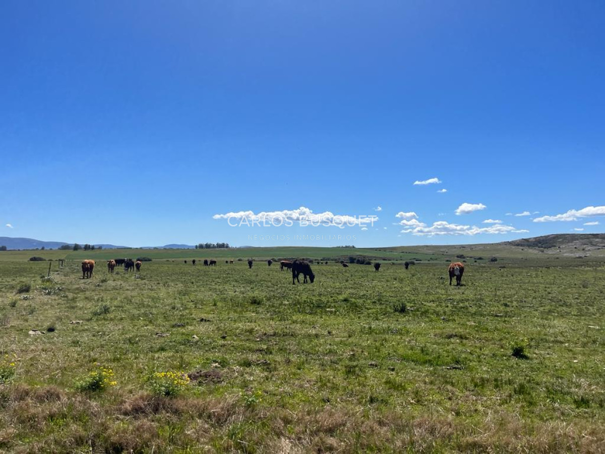 Campo Ref.451 - Campo en venta de 371 has. en Pan de Azúcar 