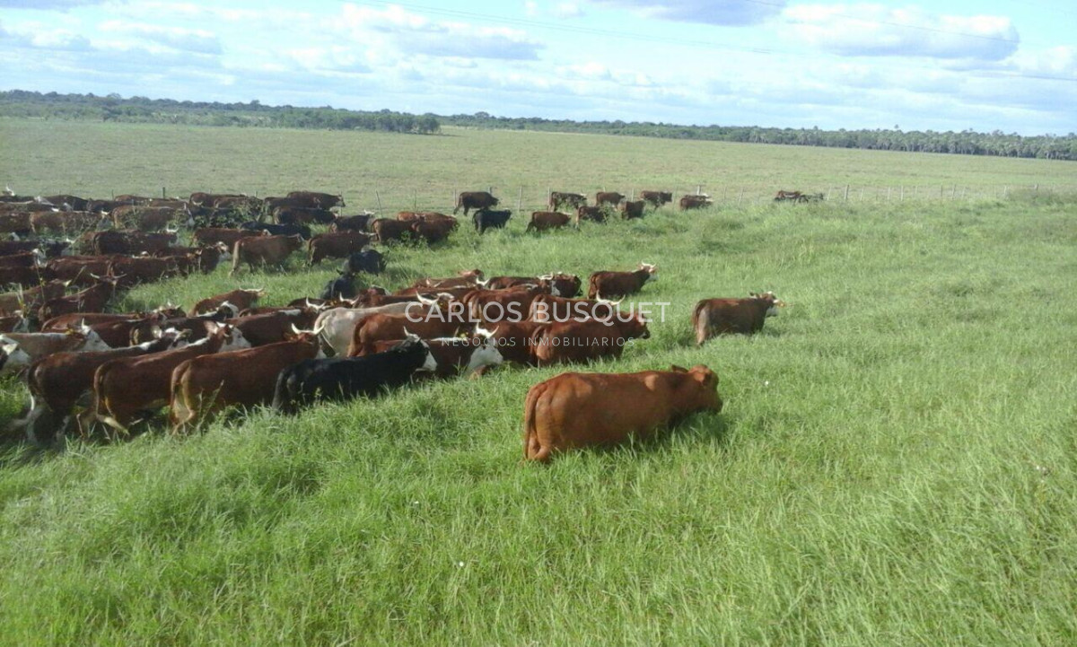 Campo Ref.1700 - Venta Campo ganadero de 1.090 hectáreas en Formosa 