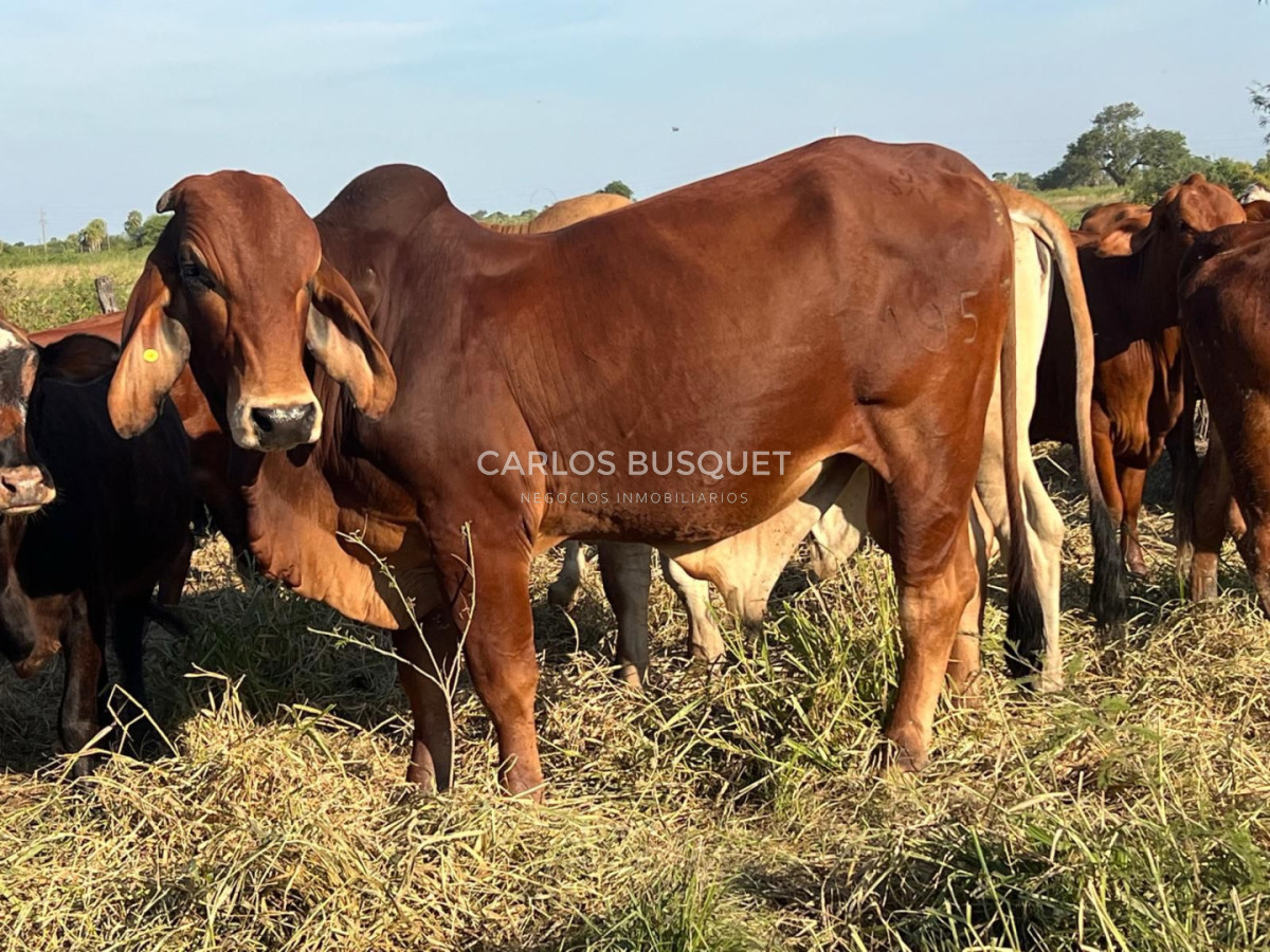 Campo Ref.1703 - Campo de 190 has. en venta en Formosa