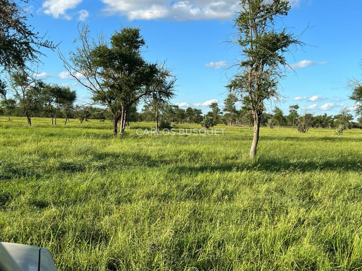 Campo Ref.1700 - Venta Campo ganadero de 1.090 hectáreas en Formosa 