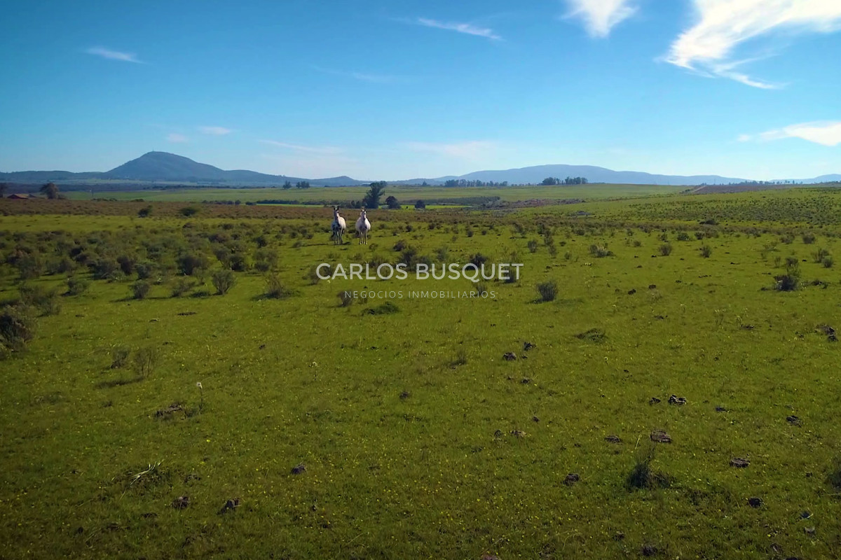 Campo Ref.451 - Campo en venta de 371 has. en Pan de Azúcar 