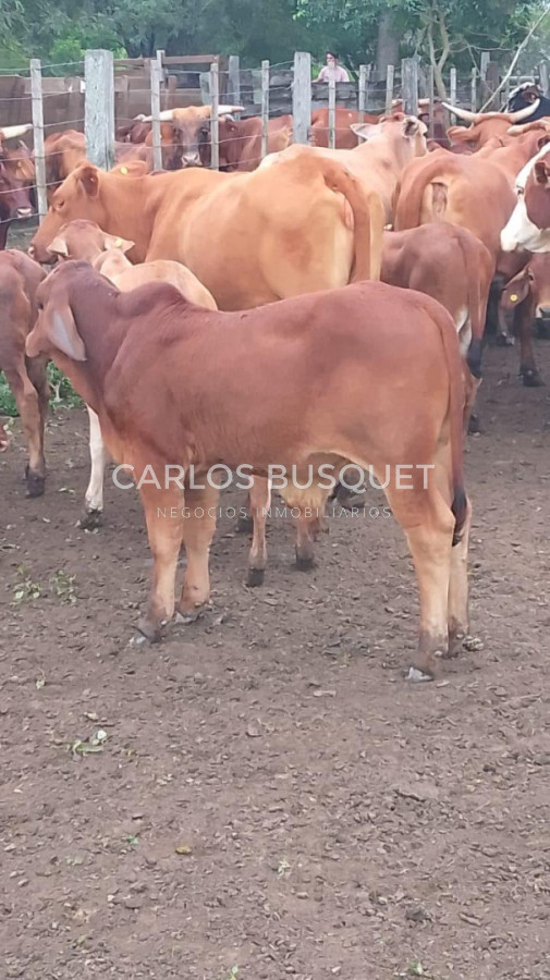 Campo Ref.1703 - Campo de 190 has. en venta en Formosa