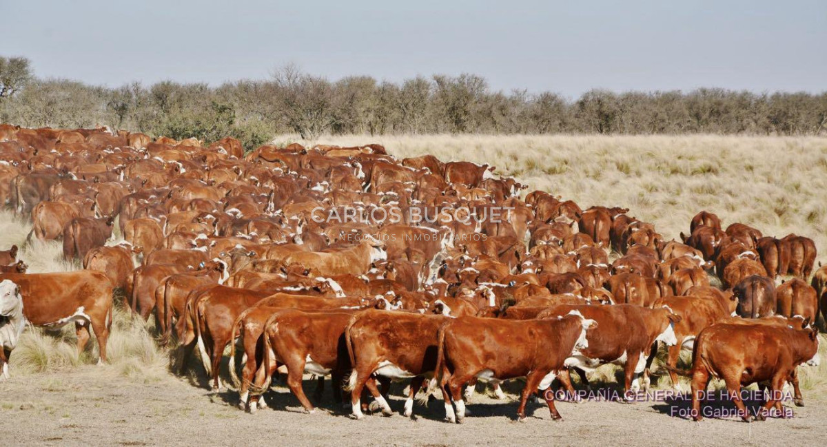 Campo Ref.1701 - Campo ganadero de 1.055 hectáreas en venta en Formosa 