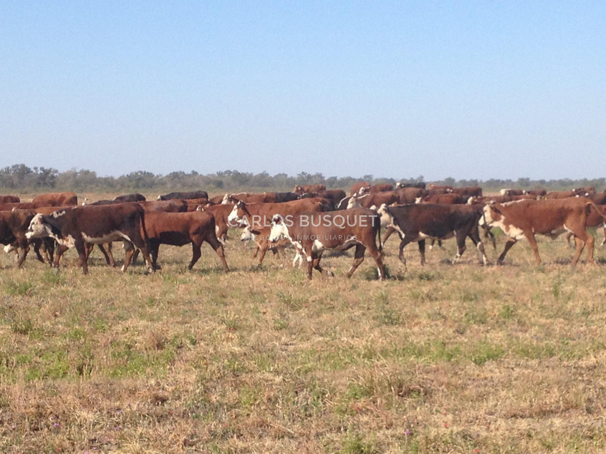 Campo Ref.1700 - Venta Campo ganadero de 1.090 hectáreas en Formosa 