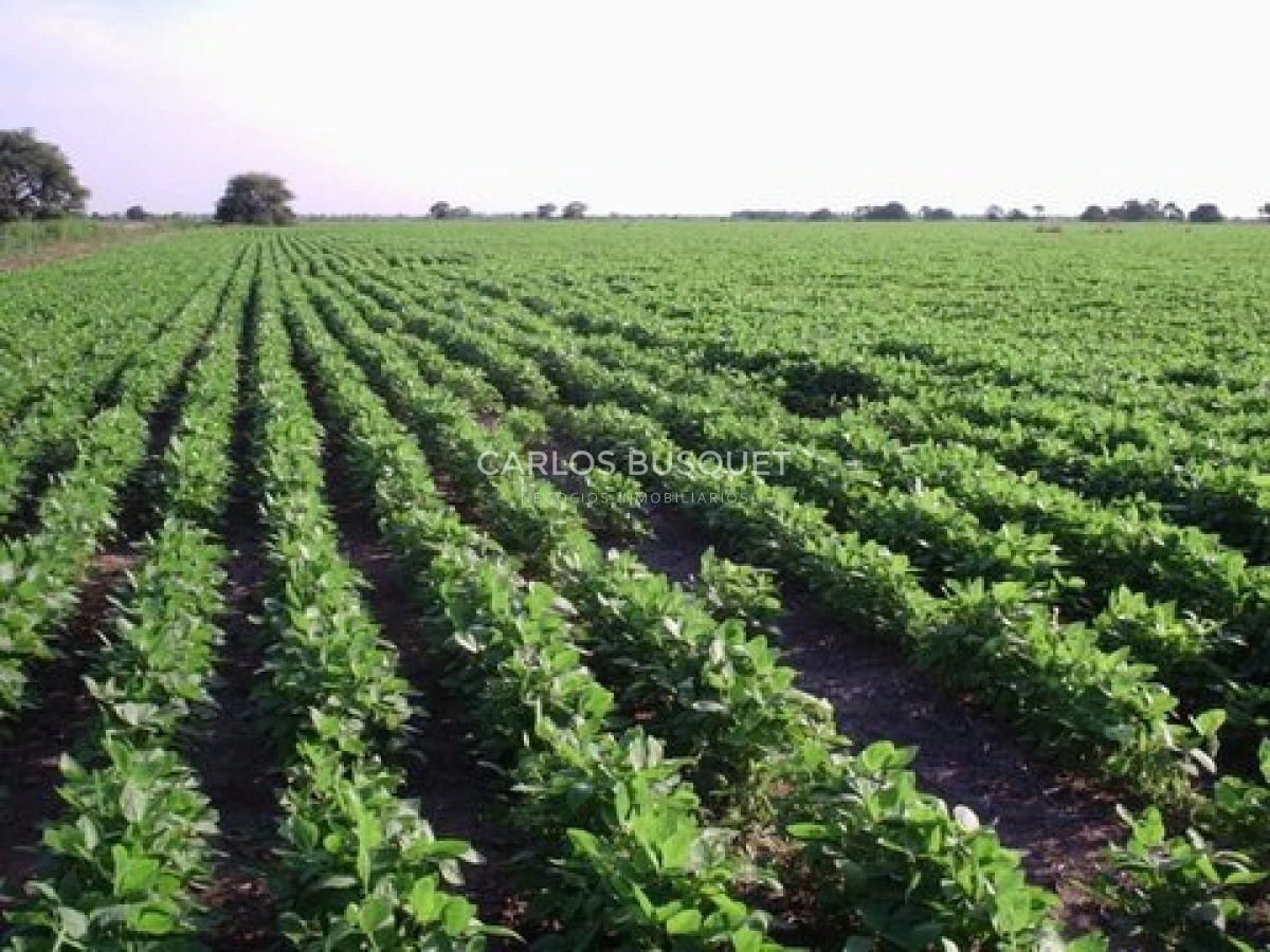 Campo Ref.1697 - Campo de 500 hectáreas en venta en Provincia de Formosa