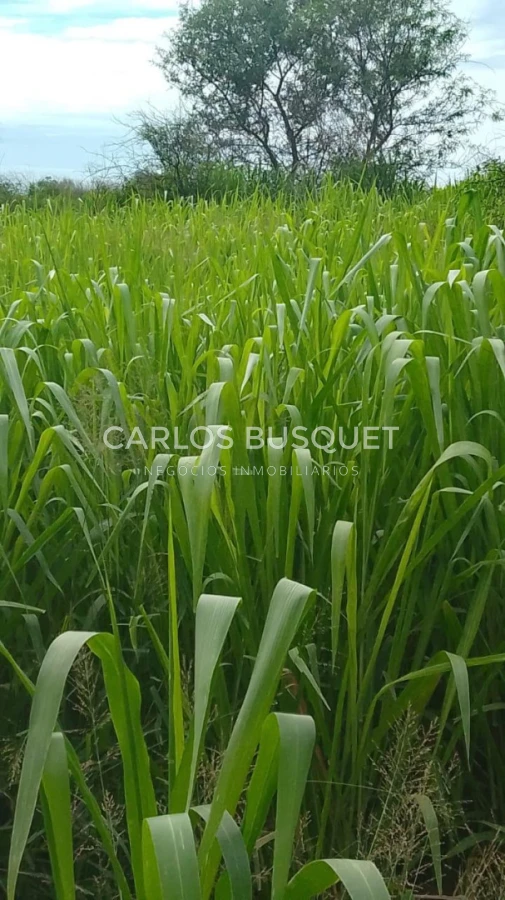 Campo Ref.1698 - Campo en venta de 1,420 hectáreas en Formosa