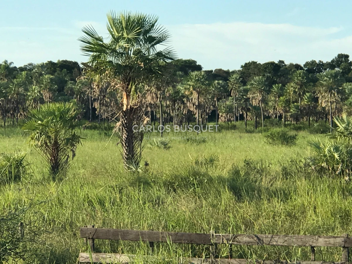Campo Ref.1706 - Campo Ganadero - Forestal en venta de 2.000 hectáreas en Formosa 