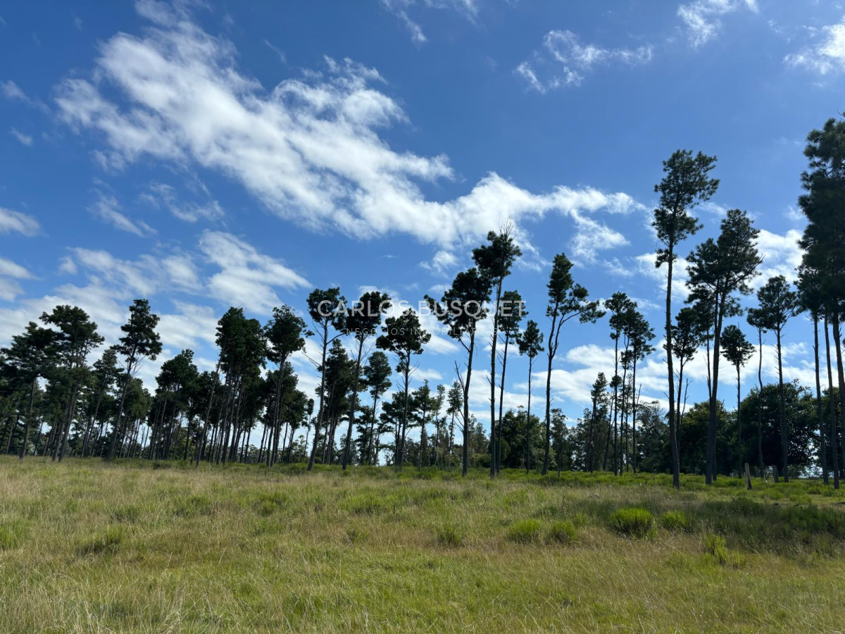 Campo Ref.311 - Campo en venta de 102 Hectáreas zona Ruta 104 