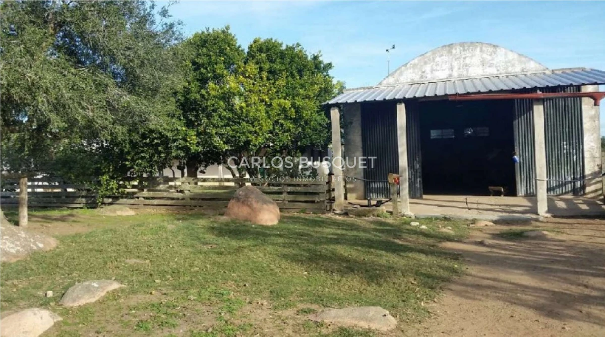 Campo Ref.310 - Campo en venta de 811 has. en Treinta y Tres- Aptitud ganadero forestal 