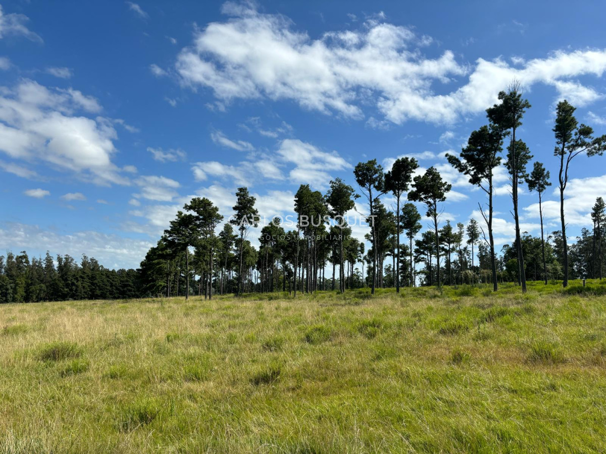 Campo Ref.311 - Campo en venta de 102 Hectáreas zona Ruta 104 