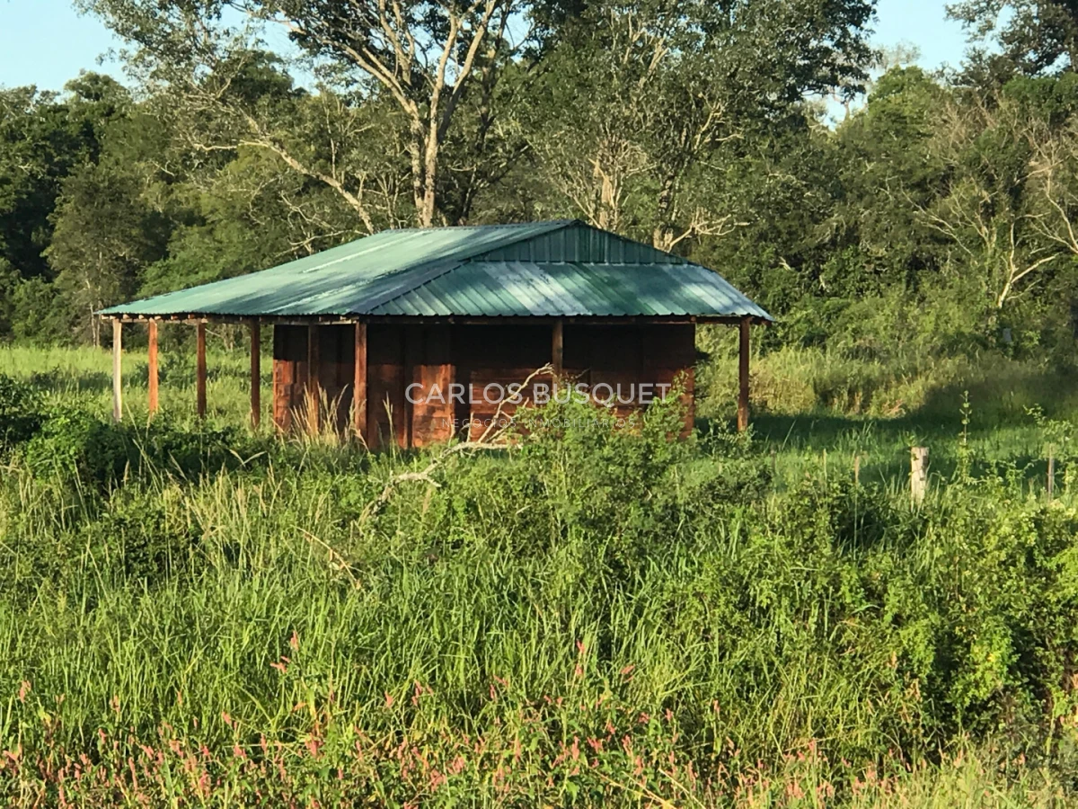 Campo Ref.1706 - Campo Ganadero - Forestal en venta de 2.000 hectáreas en Formosa 