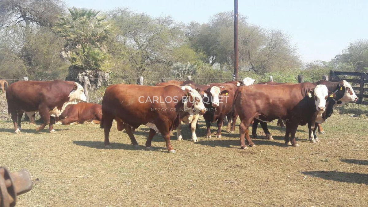 Campo Ref.1704 - Campo ganadero de 1.500 has. en venta en Formosa