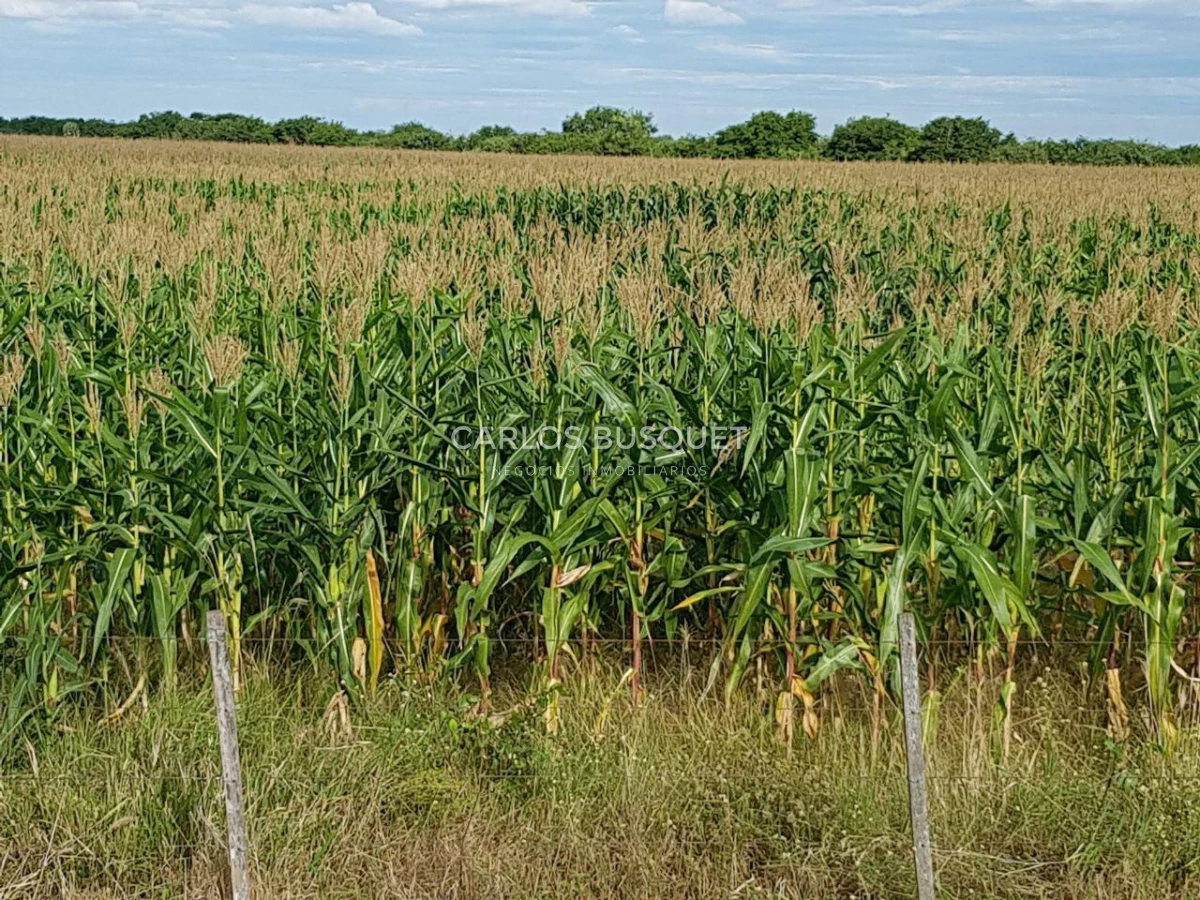 Campo Ref.1698 - Campo en venta de 1,420 hectáreas en Formosa