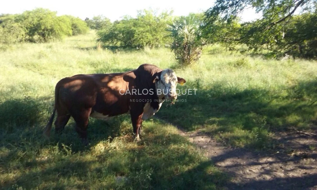 Campo Ref.1706 - Campo Ganadero - Forestal en venta de 2.000 hectáreas en Formosa 