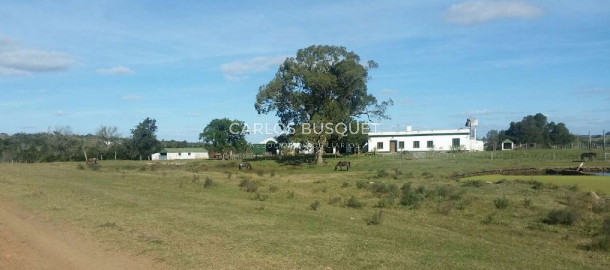 Campo Ref.314 - Campo en venta de 2145 has. en Treinta y Tres - Aptitud forestal- ganadero 