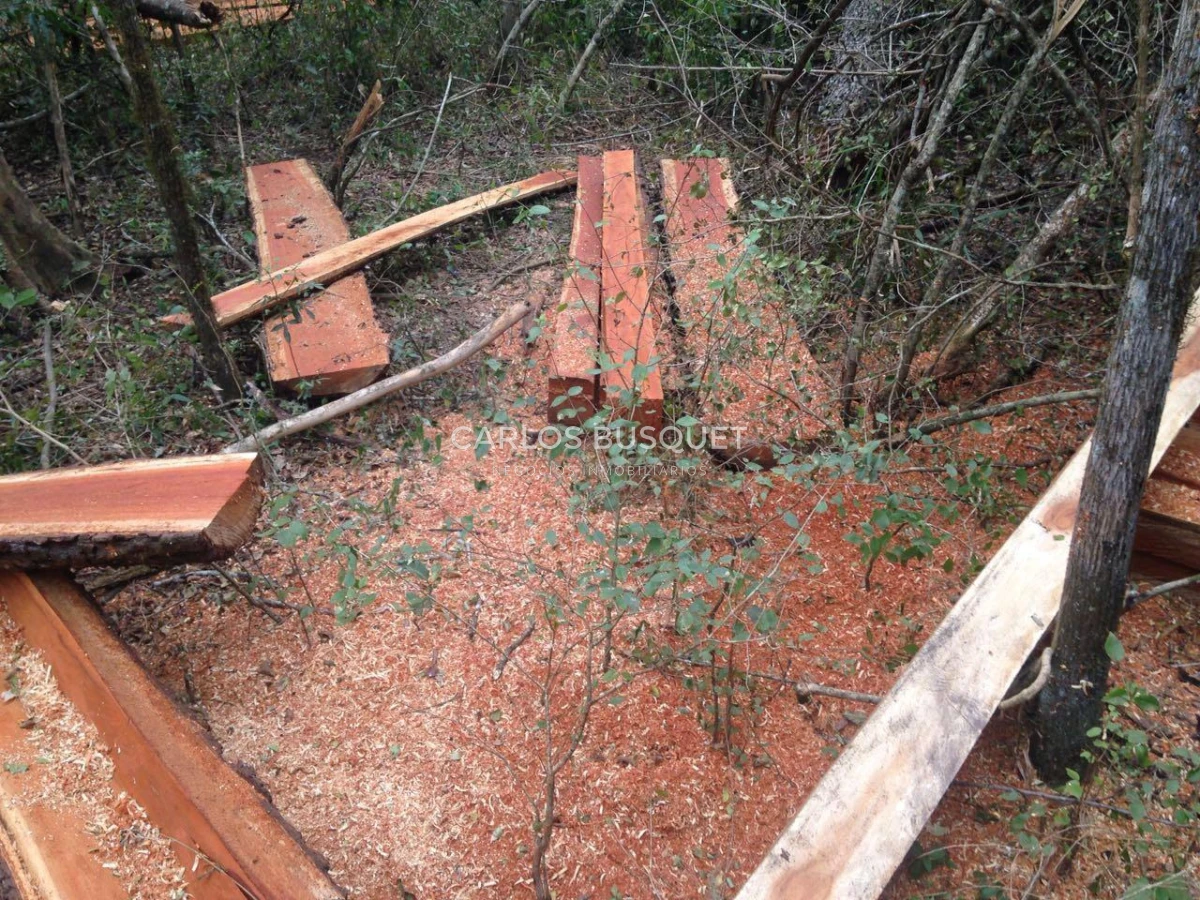 Campo Ref.1707 - Venta de 6.000 has. ganaderas en Formosa