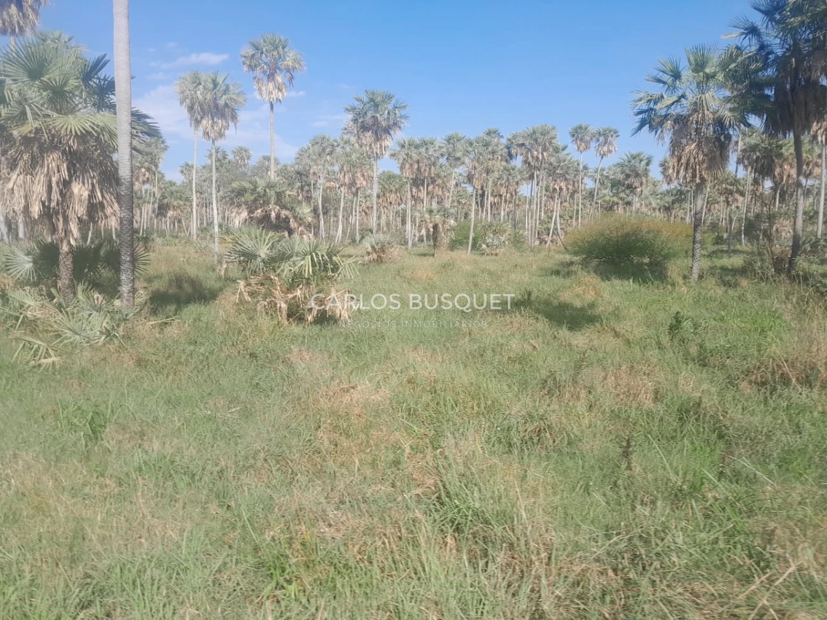 Campo Ref.1707 - Venta de 6.000 has. ganaderas en Formosa