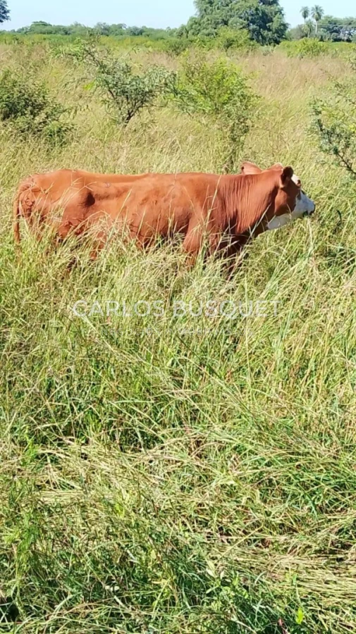 Campo Ref.1698 - Campo en venta de 1,420 hectáreas en Formosa