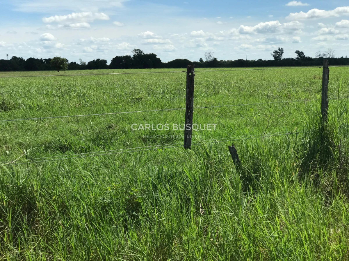 Campo Ref.1704 - Campo ganadero de 1.500 has. en venta en Formosa