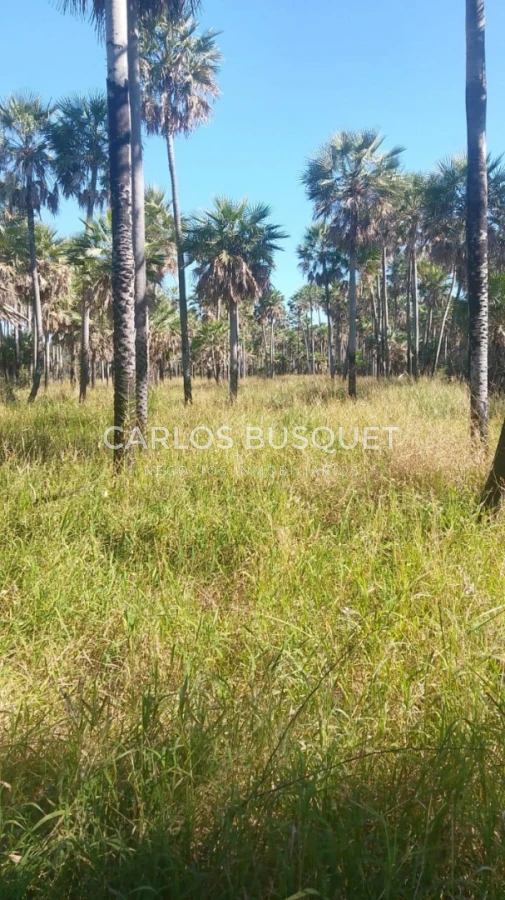 Campo Ref.1706 - Campo Ganadero - Forestal en venta de 2.000 hectáreas en Formosa 