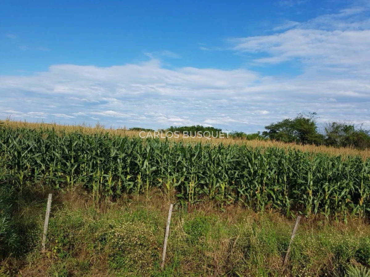 Campo Ref.1697 - Campo de 500 hectáreas en venta en Provincia de Formosa