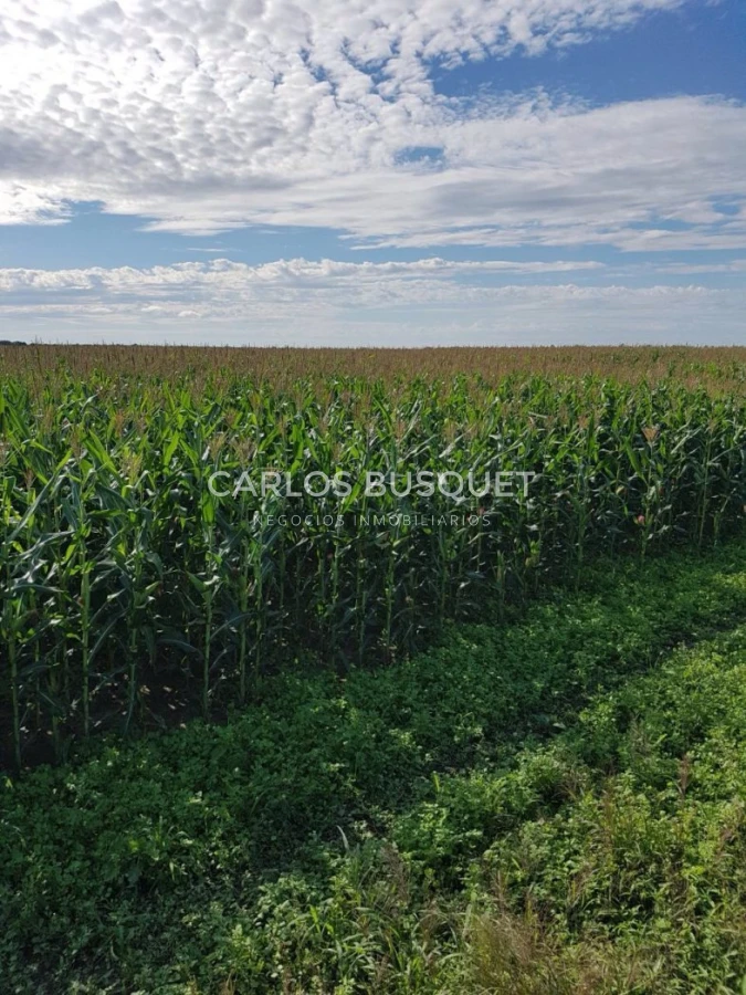 Campo Ref.1697 - Campo de 500 hectáreas en venta en Provincia de Formosa