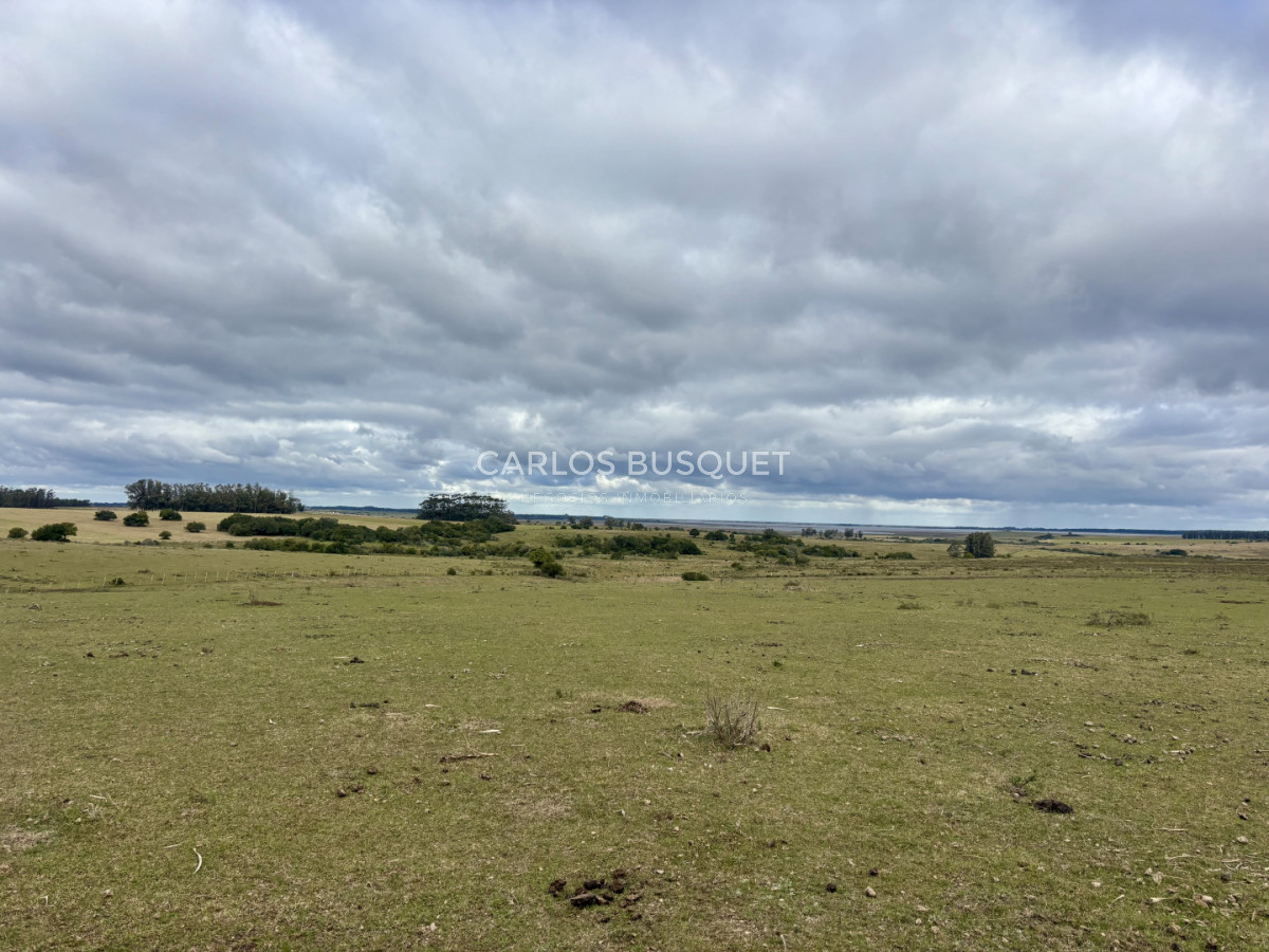 Campo Ref.1726 - Chacra de 30 has. en venta en José Ignacio - Ruta 9 