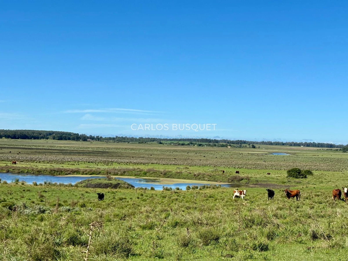 Campo Ref.542 - Campo de 180 has. en venta con costa de arroyo y Laguna de Jose Ignacio 