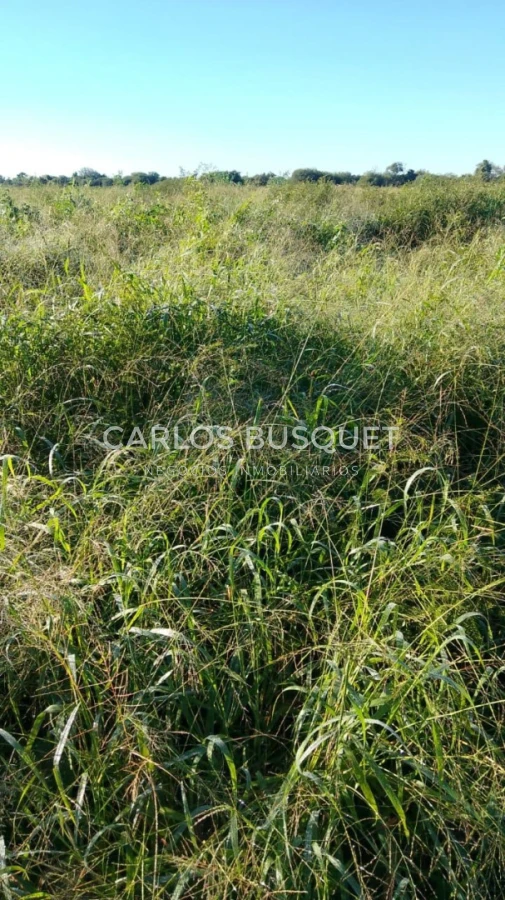 Campo Ref.1699 - Campo Ganadero de 1.400 hectáreas en Formosa, Argentina