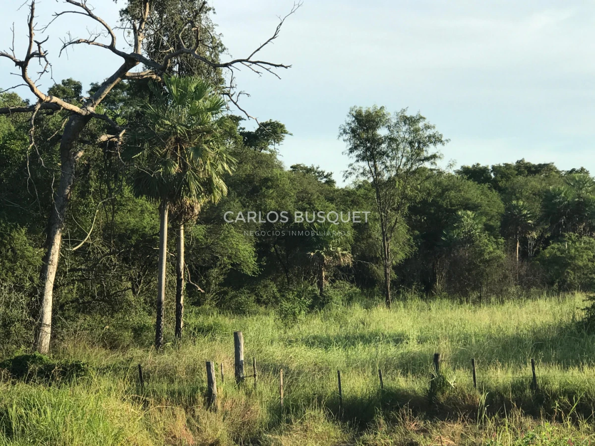 Campo Ref.1706 - Campo Ganadero - Forestal en venta de 2.000 hectáreas en Formosa 