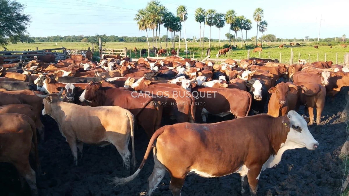 Campo Ref.1704 - Campo ganadero de 1.500 has. en venta en Formosa