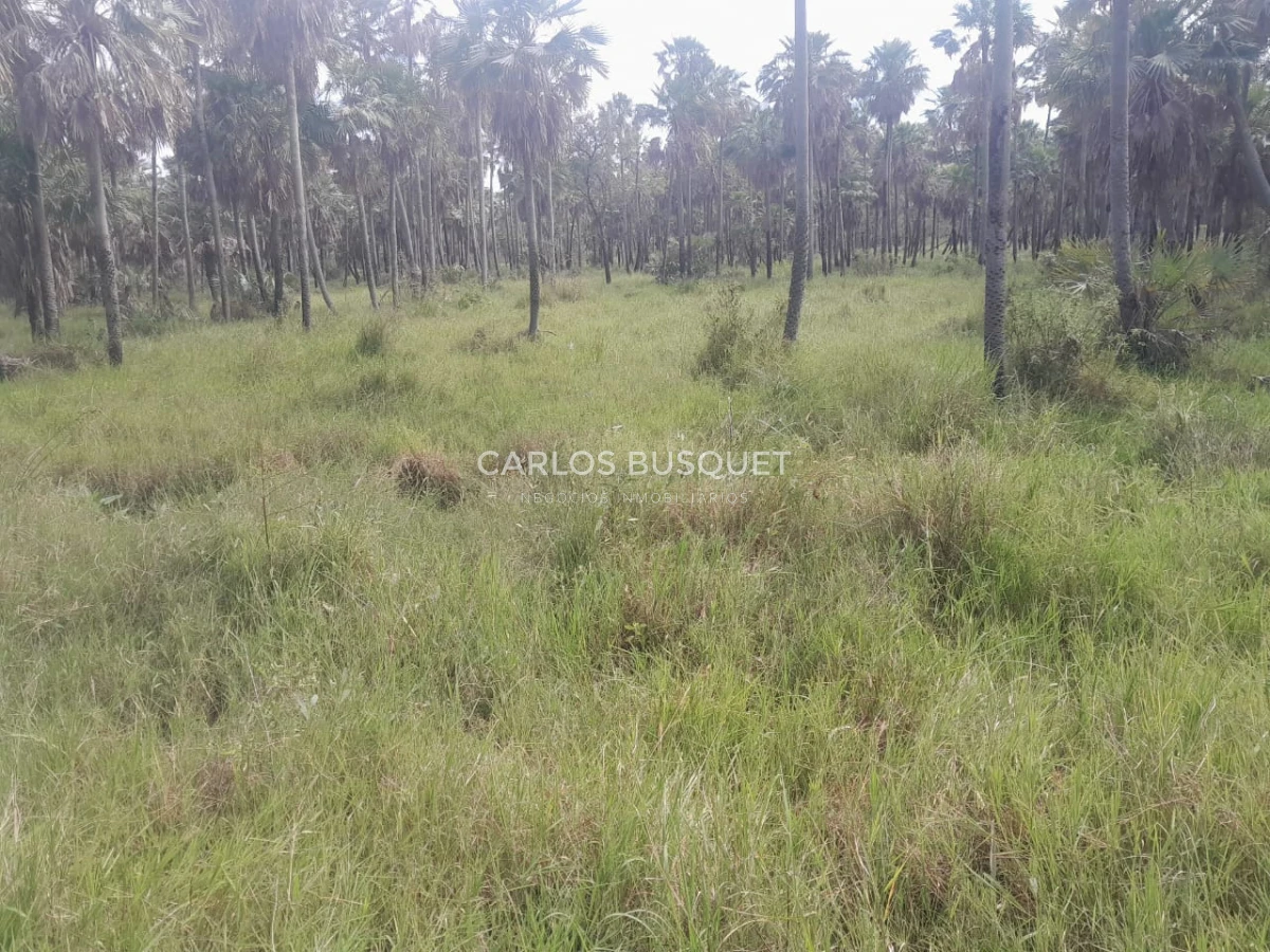 Campo Ref.1707 - Venta de 6.000 has. ganaderas en Formosa