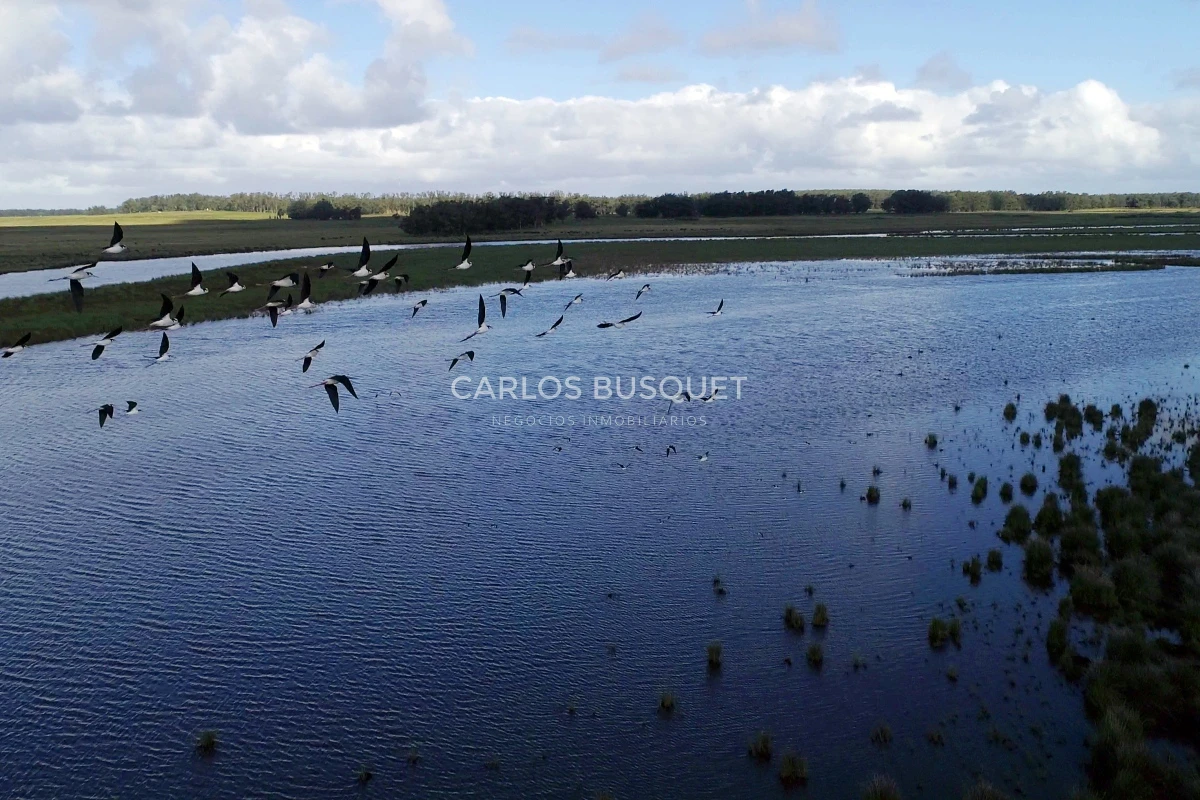 Campo Ref.542 - Campo de 180 has. en venta con costa de arroyo y Laguna de Jose Ignacio 