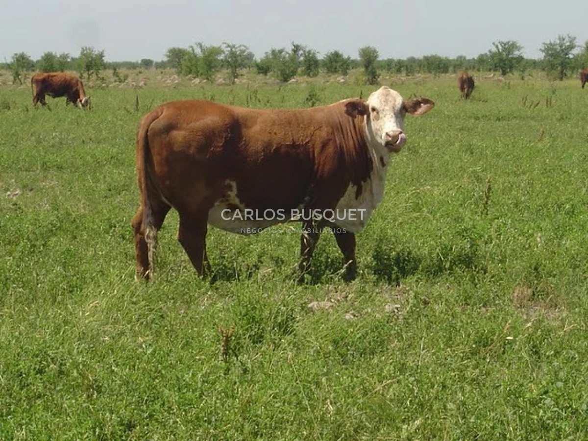 Campo Ref.1695 - Campo en venta de 20.600 has en Formosa 