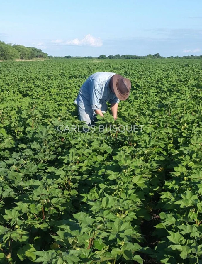 Campo Ref.1697 - Campo de 500 hectáreas en venta en Provincia de Formosa