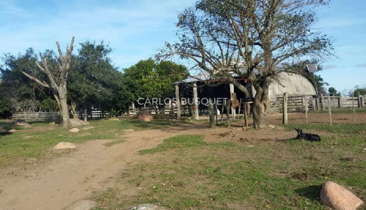 Campo Ref.310 - Campo en venta de 811 has. en Treinta y Tres- Aptitud ganadero forestal 