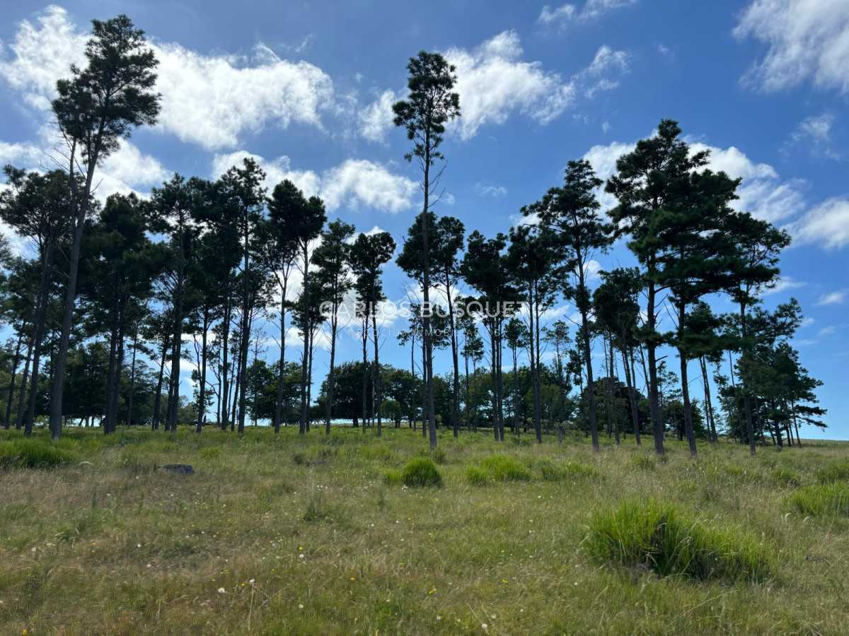 Campo Ref.311 - Campo en venta de 102 Hectáreas zona Ruta 104 