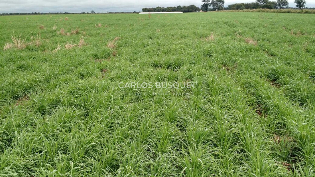 Campo Ref.1698 - Campo en venta de 1,420 hectáreas en Formosa